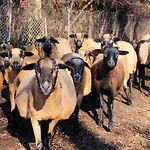 Landgasthof Zur Wildbahn Εξοχικό σπίτι *