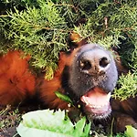 Landgasthof Zur Wildbahn Εξοχικό σπίτι