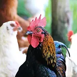 Landgasthof Zur Wildbahn Εξοχικό σπίτι