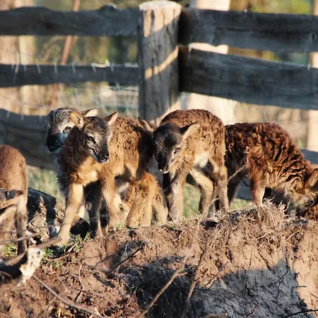Landhuis Landgasthof Zur Wildbahn