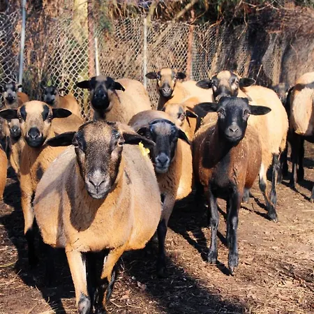Landgasthof Zur Wildbahn Casa rural *