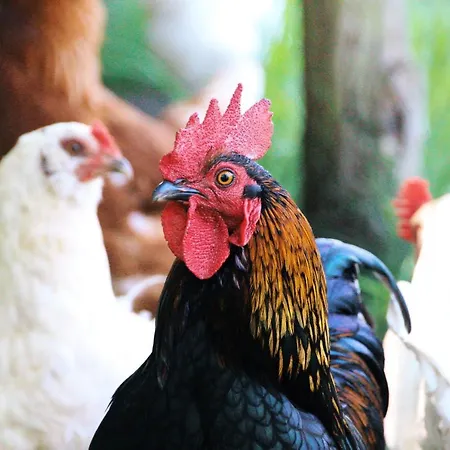 Landgasthof Zur Wildbahn Casa rural