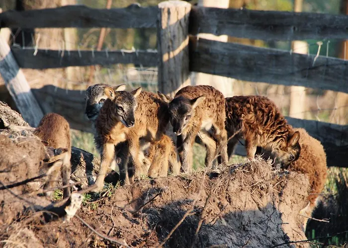 منزل ريفي Landgasthof Zur Wildbahn