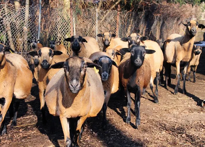 Landgasthof Zur Wildbahn Landhaus *