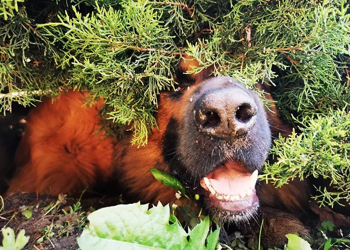 Landgasthof Zur Wildbahn منزل ريفي