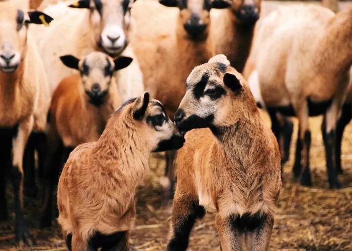 Landgasthof Zur Wildbahn منزل ريفي بورغ