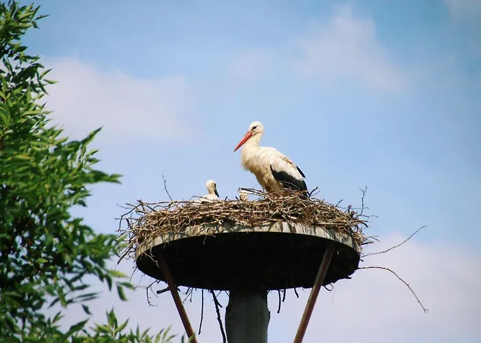 Landgasthof Zur Wildbahn * بورغ
