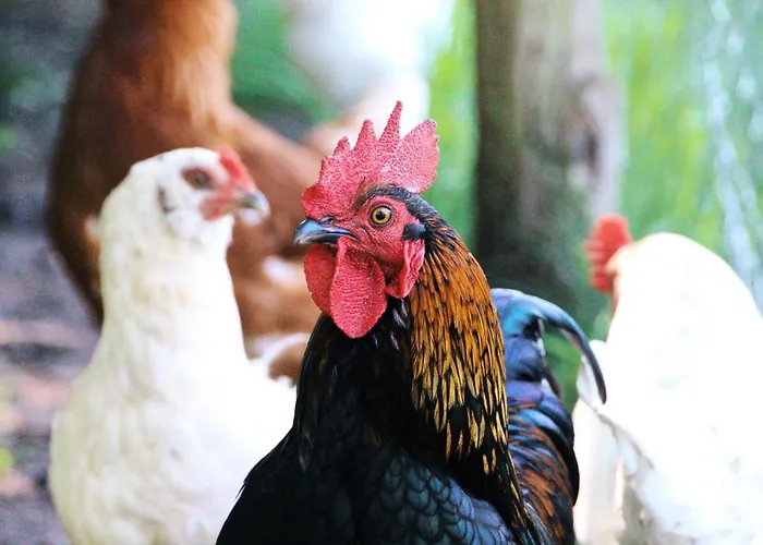 Landgasthof Zur Wildbahn منزل ريفي